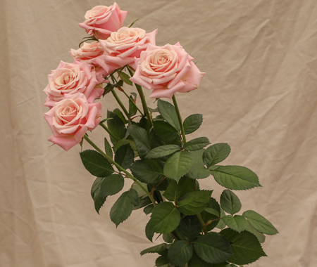 ROSE BR. MZIYA 50